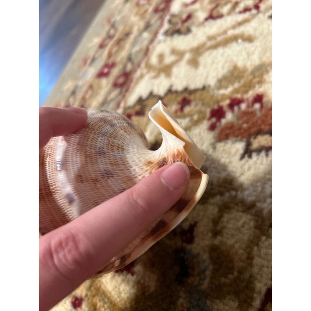 Beach Shell Lot (7) includes Conches - Picture 8 of 8